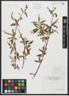Foto von Salix alba L.